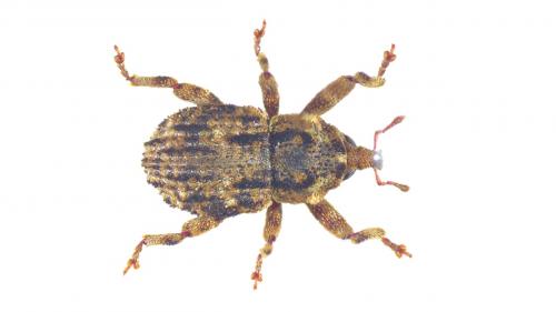 Palaeoacalles roboris